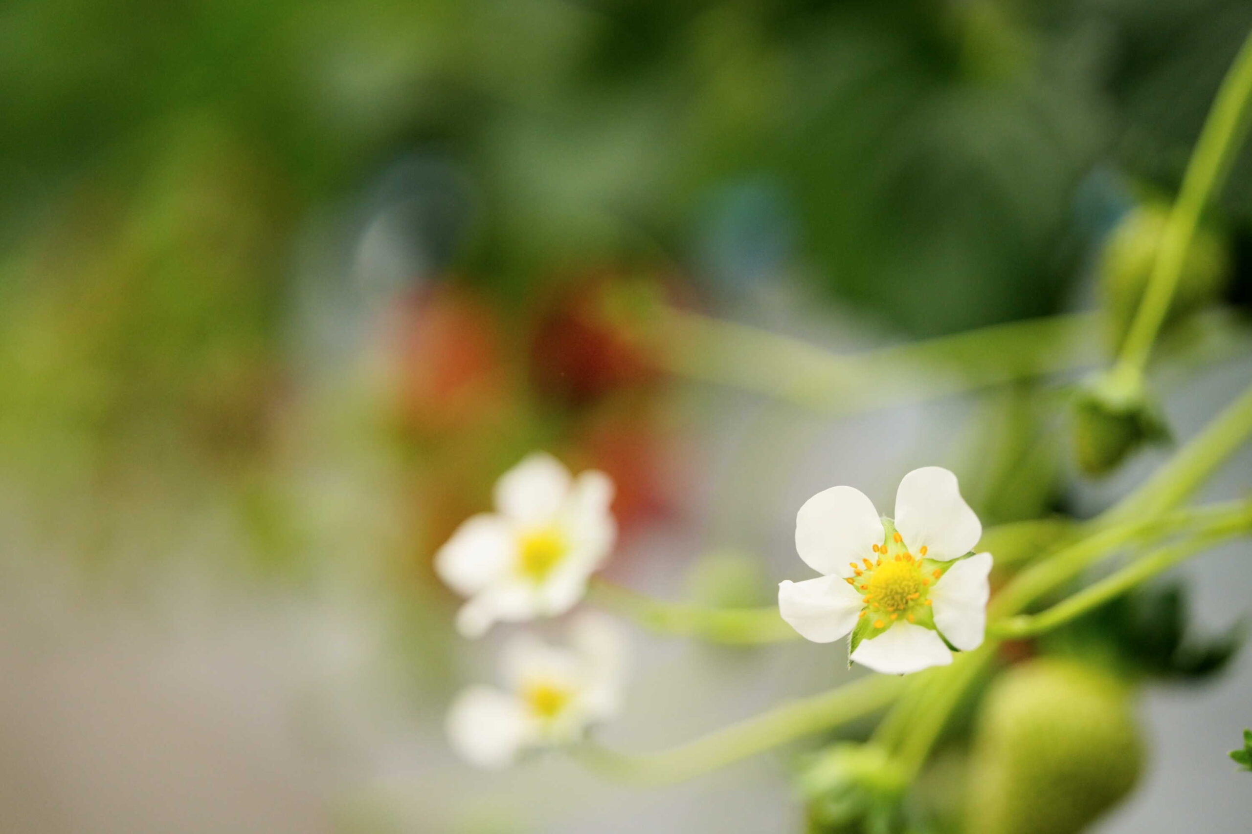 いちごの花　秩父市【市川いちご園】