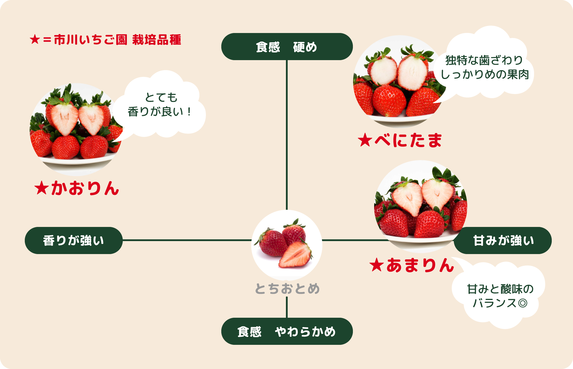 市川いちご園　いちご栽培品種（あまりん、かおりん、べにたま）